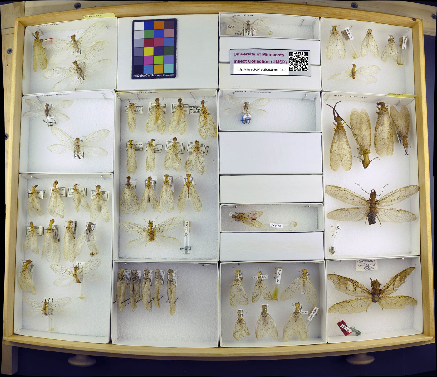 Corydalus affinis image