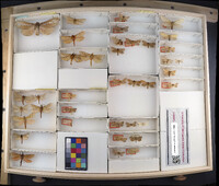 Media resource of Abantiades barcas