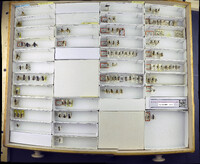 Media resource of Acantholyda angulata