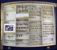 Media resource of Leptotarsus fulvus