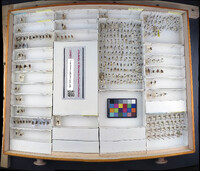 Media resource of Myopa buccata