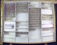 Media resource of Lopidea media