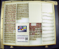 Dilophotopsis concolor image