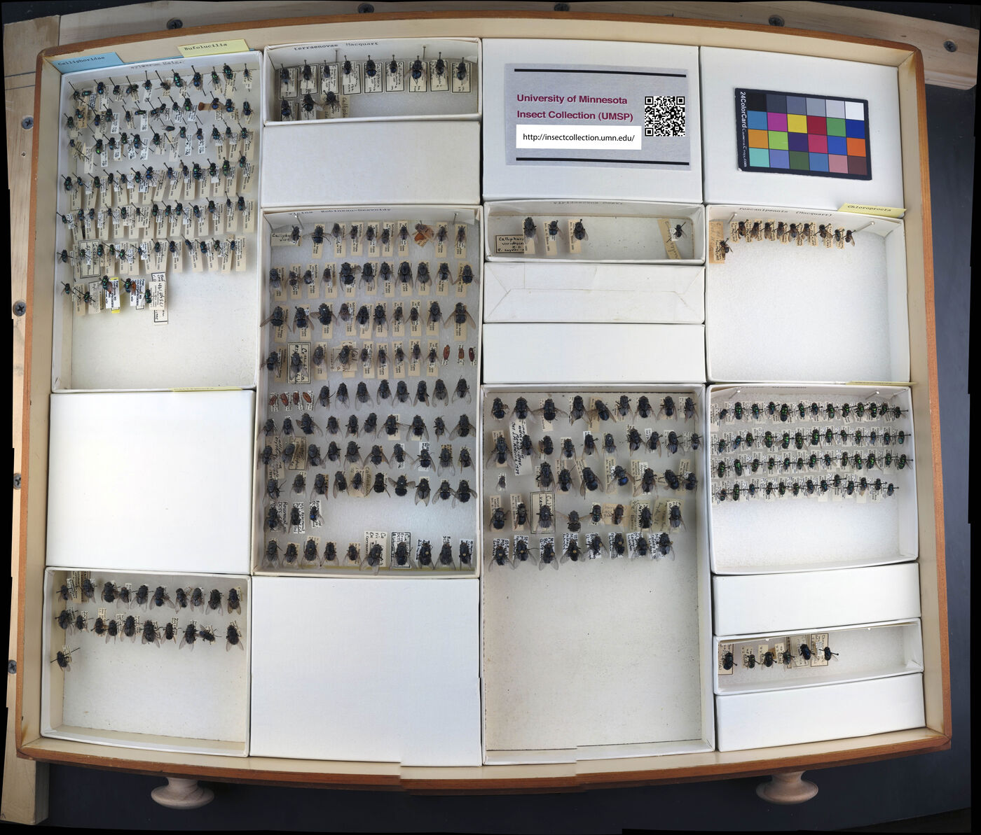 Lucilia silvarum image