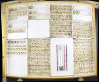 Media resource of Neolygus tinctus