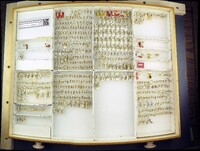 Media resource of Lophostigma alopha