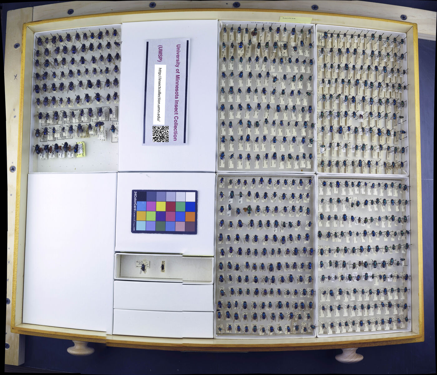 Lucilia illustris image