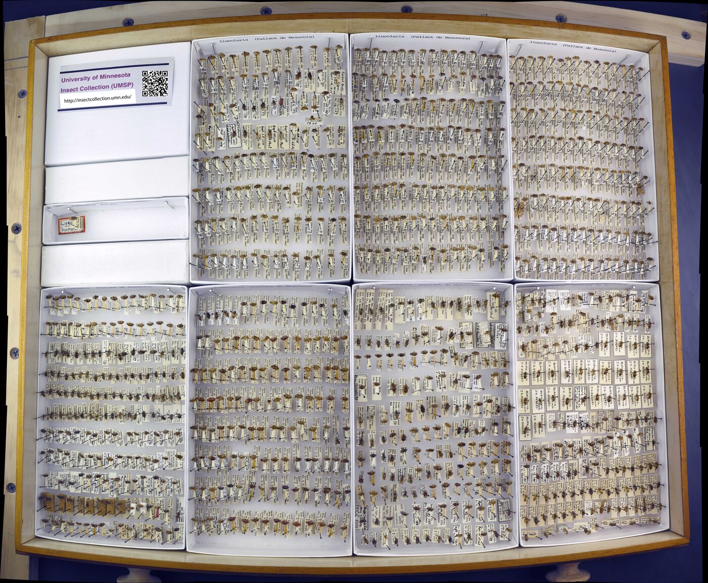 Lygus lineolaris image