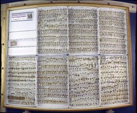 Media resource of Lygus lineolaris