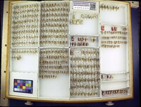 Media resource of Odontophotopsis acmaea