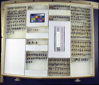 Media resource of Lucilia caeruleiviridis