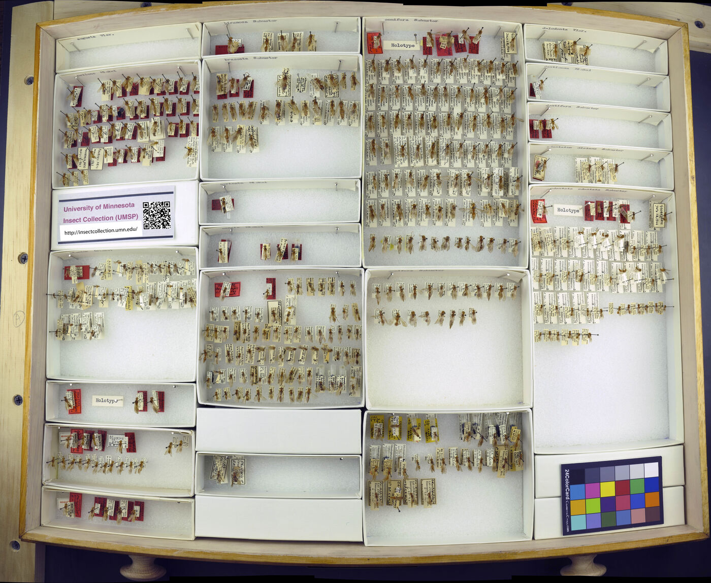 Odontophotopsis conifera image