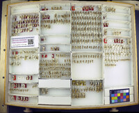 Media resource of Odontophotopsis conifera