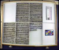 Phormia regina image