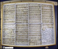 Lygus lineolaris image