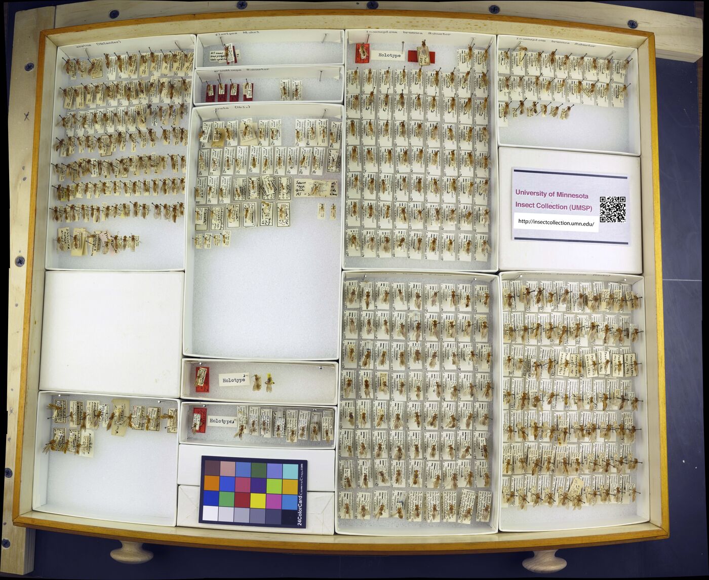 Odontophotopsis erebus image