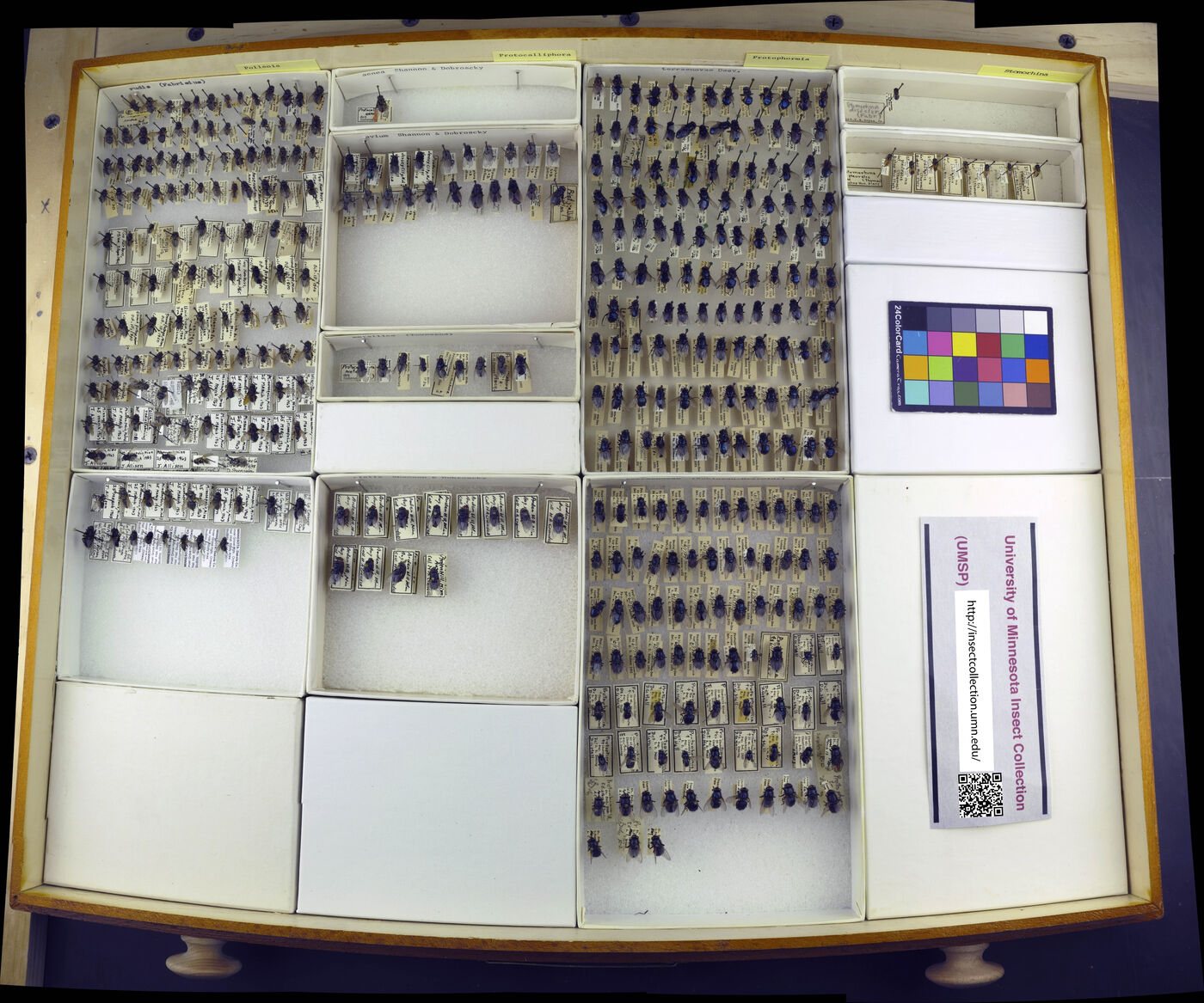 Protophormia terraenovae image