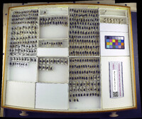 Protophormia terraenovae image