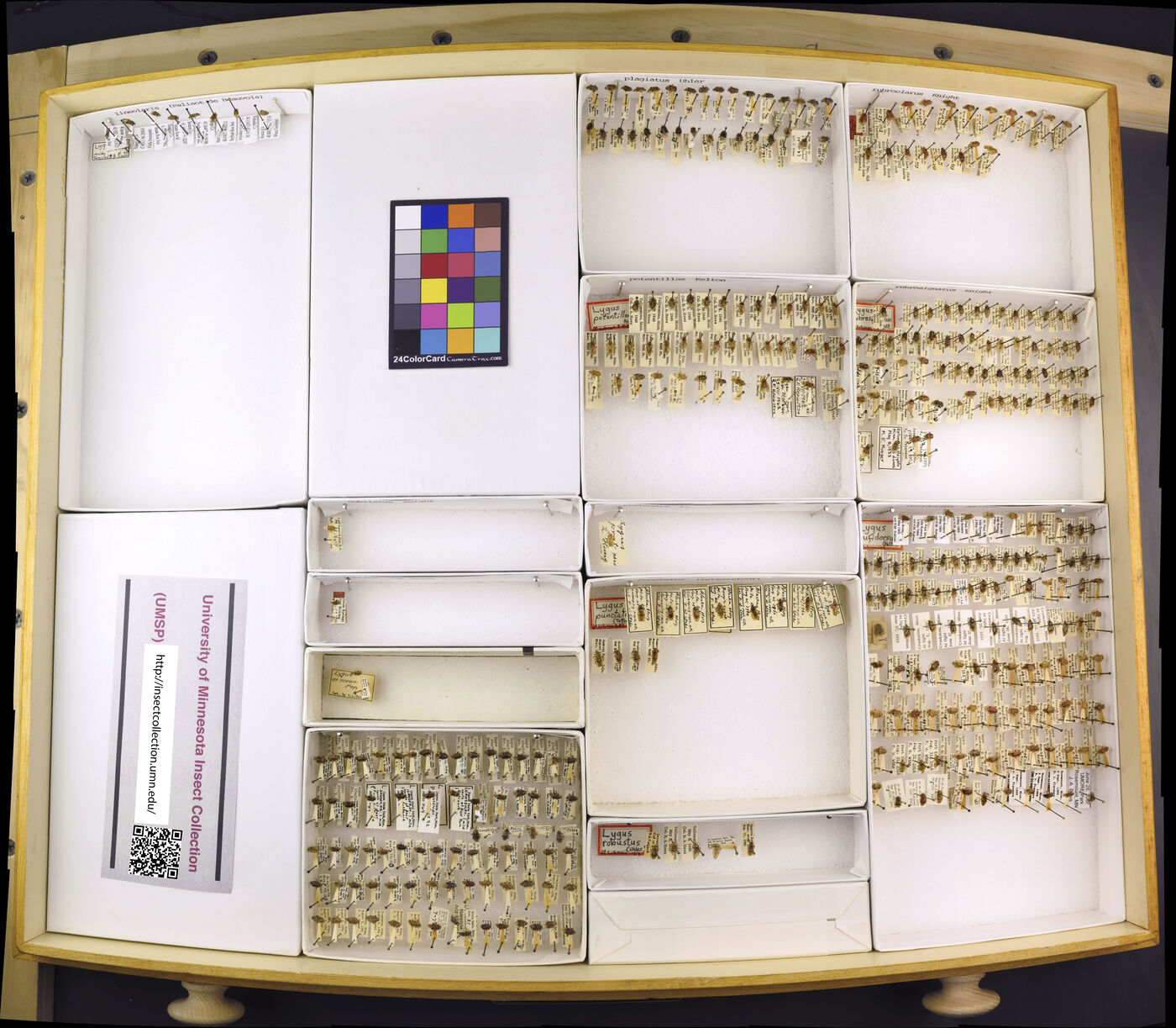 Lygus plagiatus image