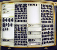 Media resource of Aclypea bituberosa