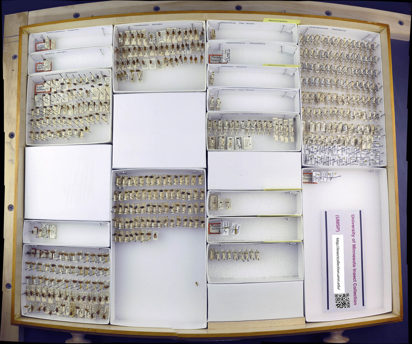 Lygus vanduzeei image