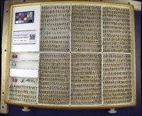 Media resource of Odontophotopsis parva