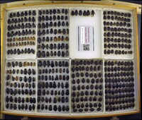 Media resource of Necrodes surinamensis