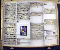 Media resource of Metriorrhynchomiris dislocatus