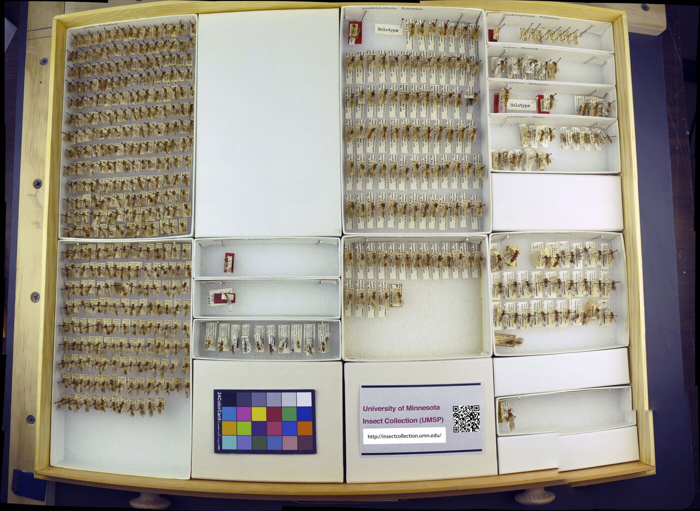 Odontophotopsis quadridentata image