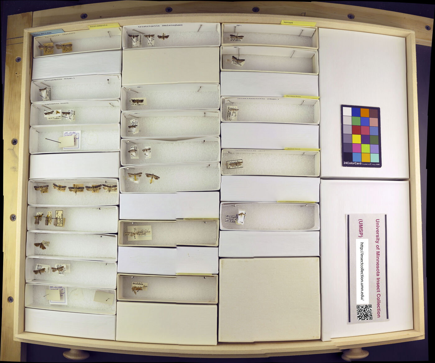 Anacampsis levipedella image