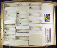 Media resource of Anacampsis levipedella