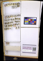 Media resource of Xiphydria maculata