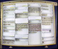 Media resource of Neurocolpus arizonae