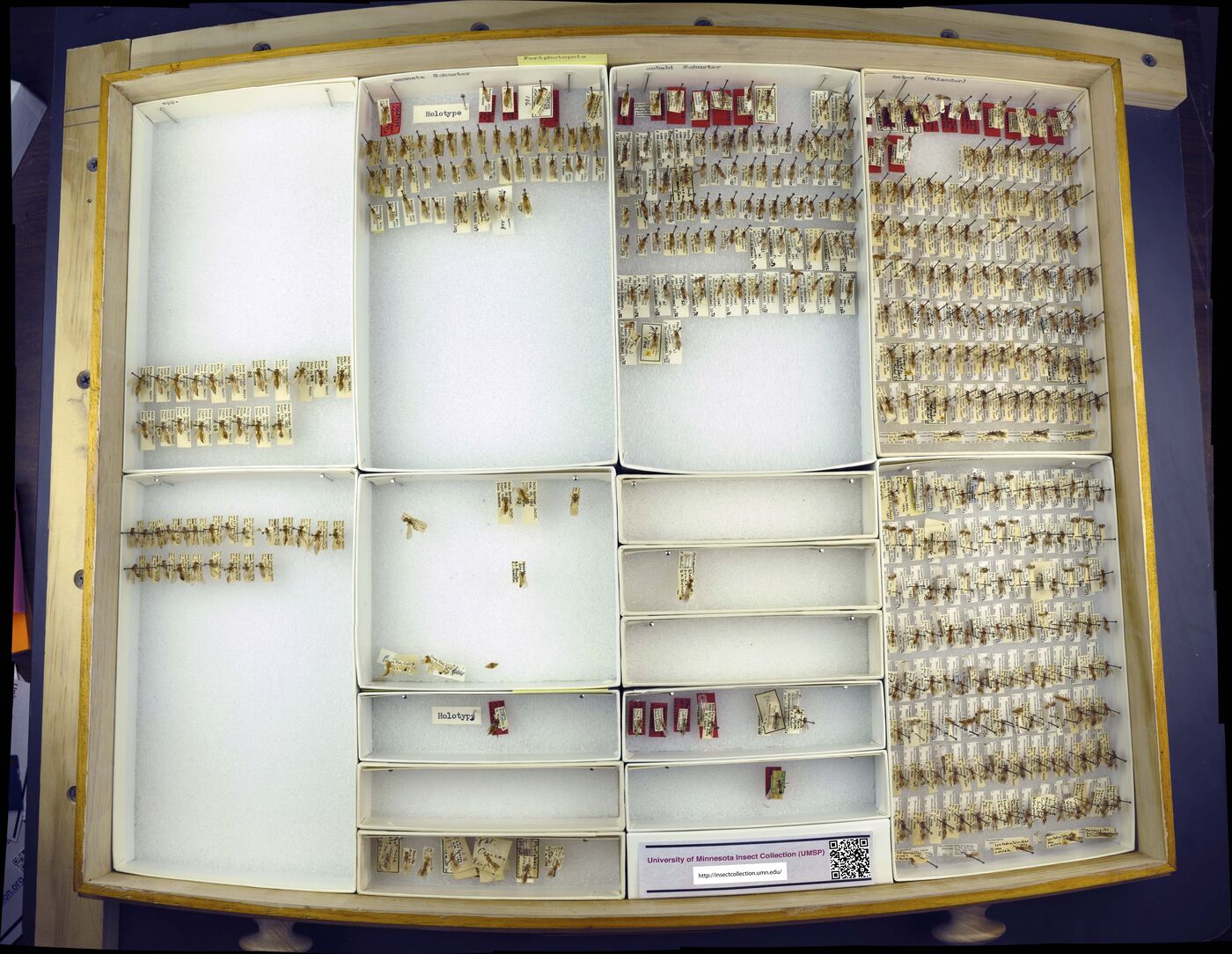 Odontophotopsis mamata image