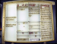 Media resource of Odontophotopsis mamata