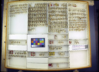 Media resource of Photomorphus hebes