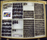 Media resource of Nicrophorus americanus