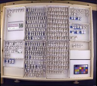 Media resource of Chimarra jemima