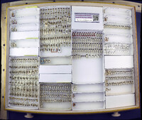 Media resource of Pappus grandis