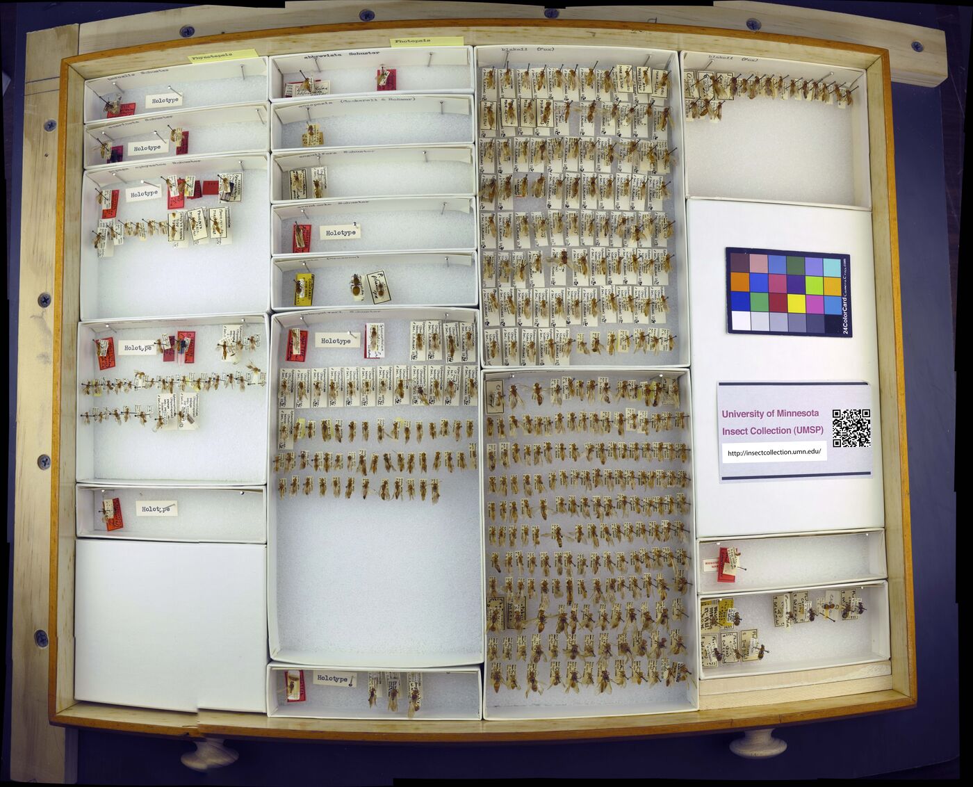 Sphaeropthalma borealis image