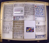 Media resource of Chimarra munozi