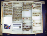 Media resource of Sphaeropthalma ceyxoides