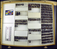 Media resource of Nicrophorus hybridus