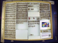 Media resource of Sphaeropthalma arota