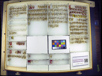 Media resource of Sphaeropthalma juxta