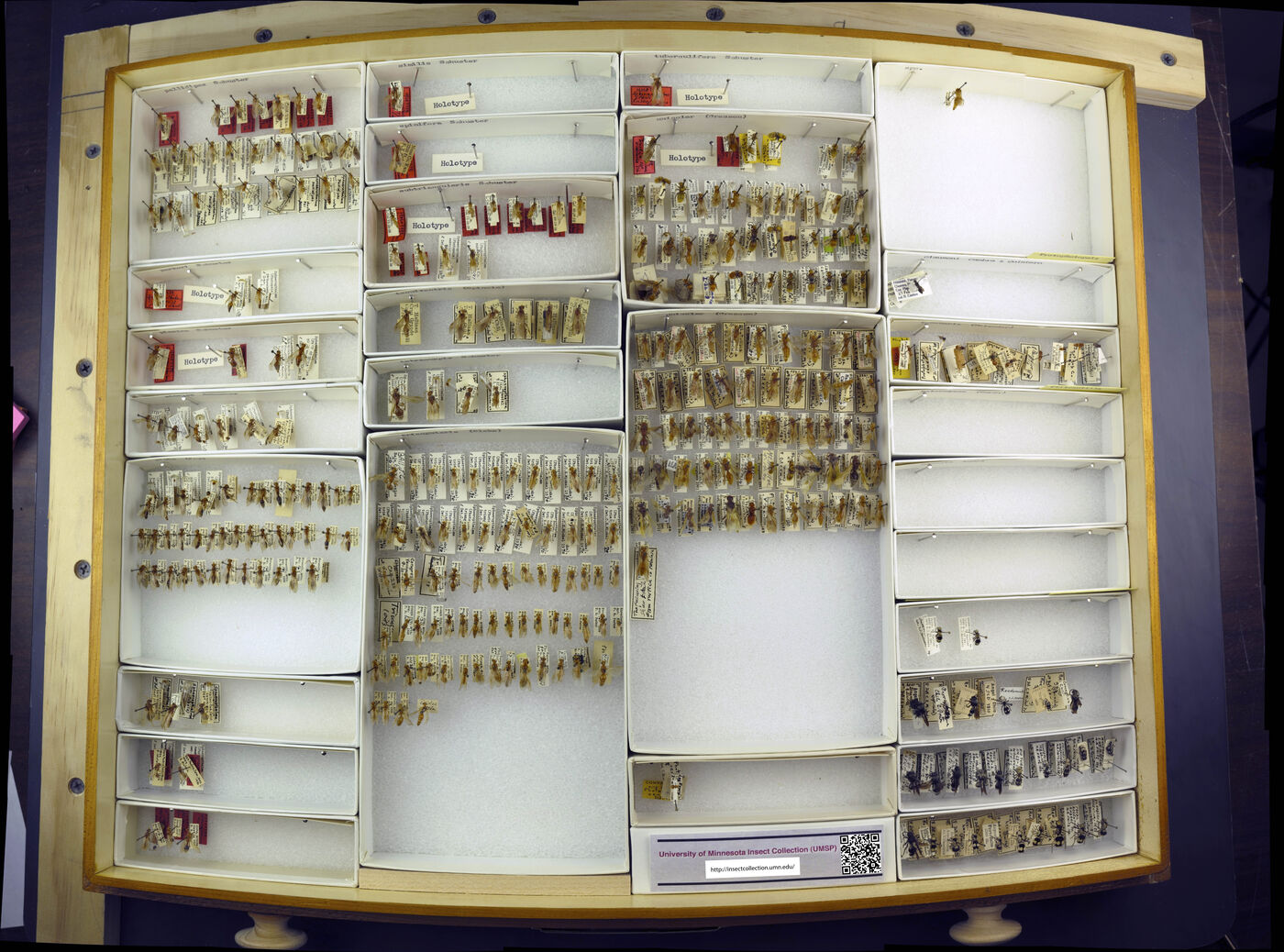 Sphaeropthalma pallidipes image