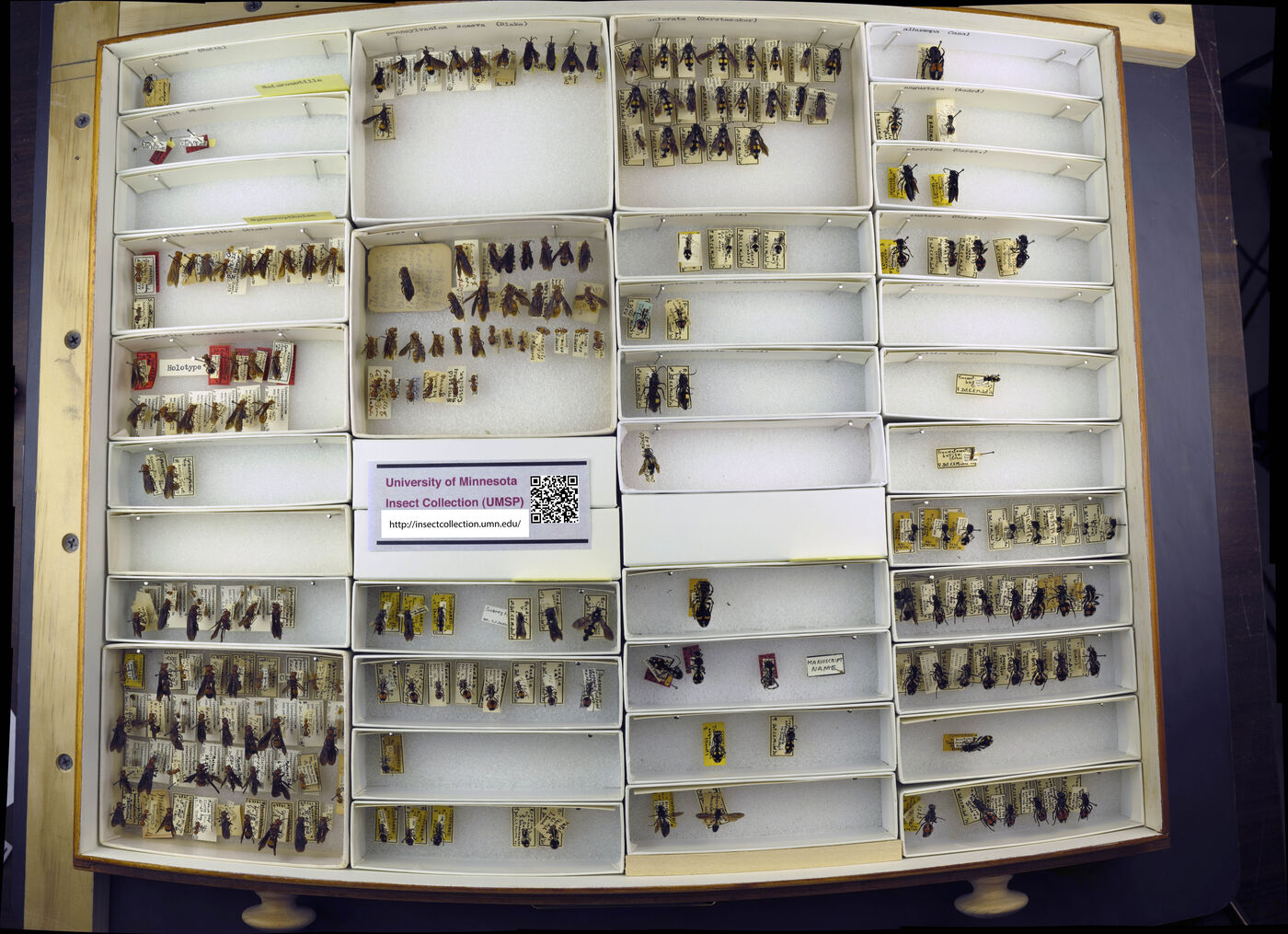 Traumatomutilla angustata image