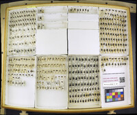 Media resource of Agonum gratiosum