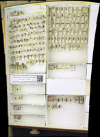 Media resource of Calameuta clavata