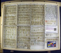 Media resource of Chrysoperla plorabunda